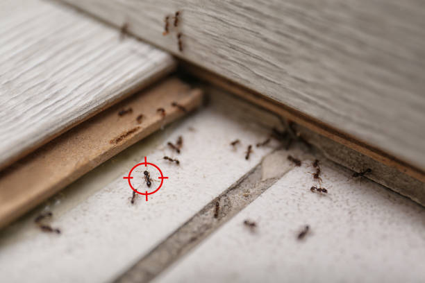 Best Pest Removal Services  in Mannington, WV